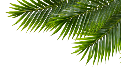 Green tropical palm leaf, botanical exotic foliage illustration. Isolated on transparent background.

