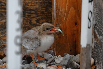 common tern chick © Thomas