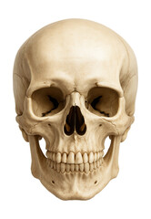 Obraz premium Detailed anatomical human skull.