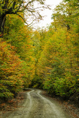 road in autumn forest