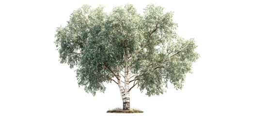 Large birch tree, realistic white trunk and leafy crown solitary botanical illustration. Isolated on transparent background.

