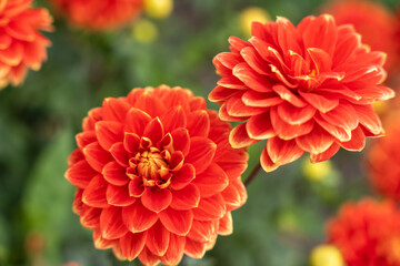 Two orange dahlias bloom side by side with fiery petals edged in yellow. Their vibrant hues stood out against the soft background.