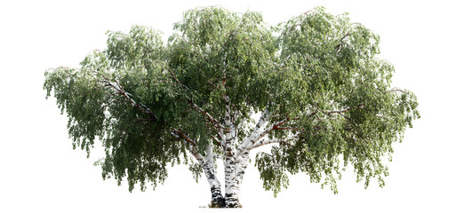 Large birch tree, realistic white trunk and leafy crown solitary botanical illustration. Isolated on transparent background.

