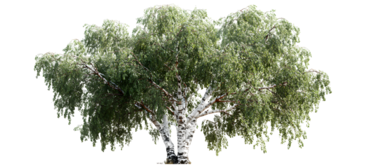 Large birch tree, realistic white trunk and leafy crown solitary botanical illustration. Isolated on transparent background.

