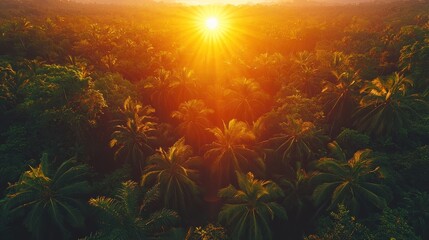 Sunrise over tropical jungle