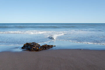Seaweed on the seashore
