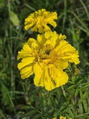 Bright yellow marigold blossom in sunlight