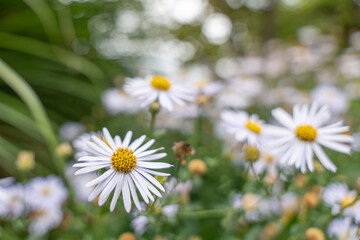 Obraz premium White Aster flowers bloom vibrantly with golden centers, some in sharp focus, others softly blurred. A fresh and lively garden detail.