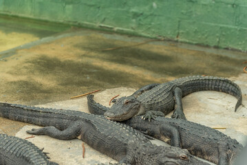 Alligators in Everglades Alligator Farm. Florida. USA