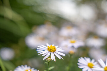 Fototapeta premium One Aster flower stands in focus with its bright yellow center, surrounded by blurred blooms. A dreamy garden atmosphere is created.