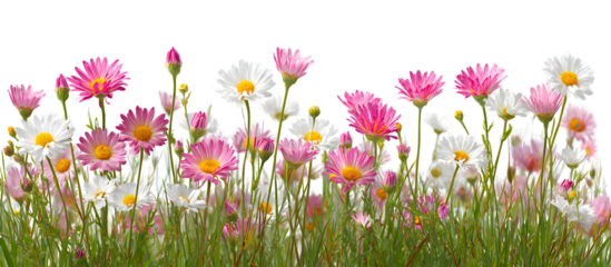 Field of pink and white daisy flowers with green stems, natural floral meadow illustration. Isolated on transparent background.

