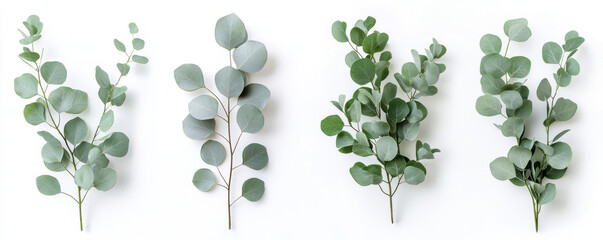Four eucalyptus branches with varying leaf shapes and sizes arranged on white background