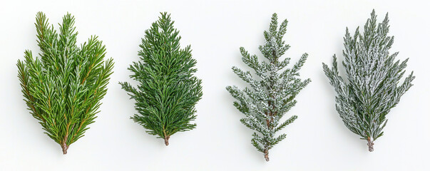 Naklejka premium Four different evergreen branches, including frosted ones, are arranged on white background