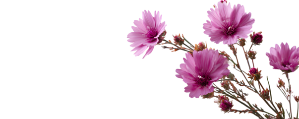 Scattered pink cosmos petals and flowers, falling artistic composition. Isolated on transparent background.

