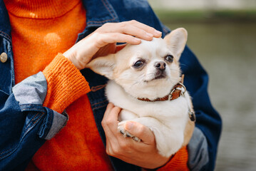 red and white chihuahua sitting in owner hands while walking in park in sunny summer day, owner stroking head, dwarf dog breed, dogwalking concept