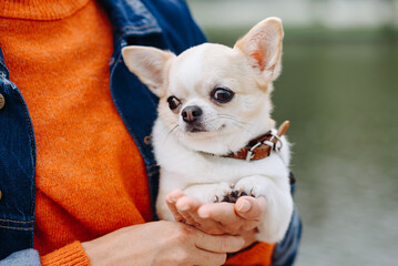 red and white chihuahua sitting in owner hands while walking in park in sunny summer day, dwarf dog breed, dogwalking concept