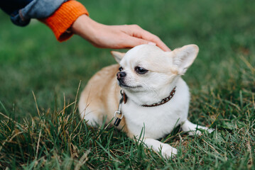 red and white chihuahua lying on green grass in park in sunny summer day, owner stroking head, dwarf dog breed, dogwalking concept