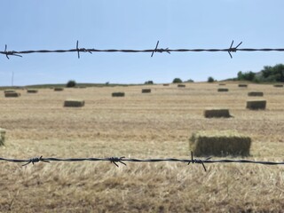 hay © Muhammed