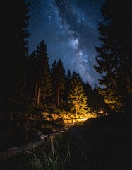 Night sky over a dark forest