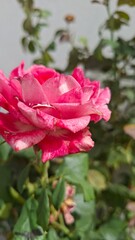 A pink rose is prominently displayed with green leaves in the background, emphasizing its beauty and floral charm.