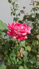 A pink rose is prominently displayed with green leaves in the background, emphasizing its beauty and floral charm.