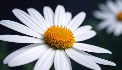 Close-up of white daisy flower with a vibrant yellow center and blurred background