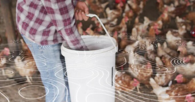 Farm worker inserting hand into bucket and scooping feed pellets for feeding layer hens
