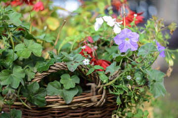 Old wicker basket with decorative garden flowers close photo. High quality photo