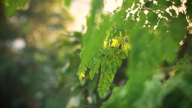 Moringa (Drumstick) Leaf Closeup &ndash; Herbal Medicine and Nutrition