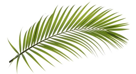 Obraz premium A single vibrant green palm frond with delicate leaves curving gracefully isolated on white background