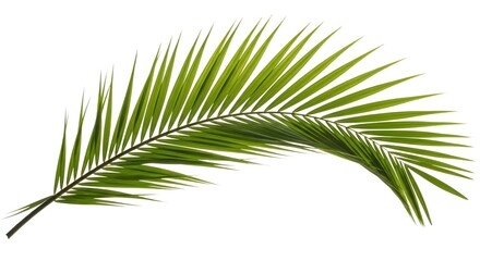 Obraz premium A single vibrant green palm frond with delicate leaves curving gracefully isolated on white background