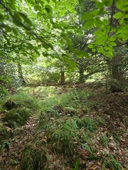 Green woodland canopy with dappled light and fallen leaves
