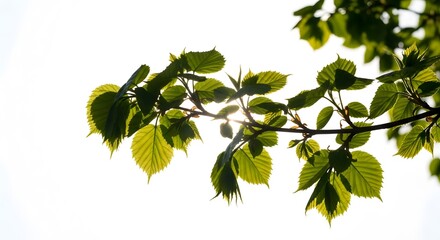 Close up of vibrant green leaves on a tree branch backlit by the sun isolated on white background