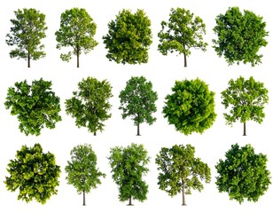 Fototapeta premium Collection of isolated trees against white background