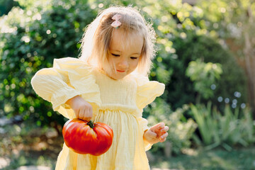 Cute child girl holding big tomato in garden.