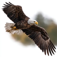 Naklejka premium Majestic Bald Eagle in Flight Close Up Against Soft Background Symbol of Freedom and American Spirit