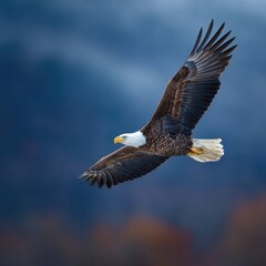 Fototapeta premium Majestic Bald Eagle in Flight Close Up Against a Soft Blue Sky Symbol of Freedom and American Spirit
