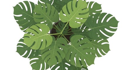 Top view of a lush green monstera deliciosa plant with large fenestrated leaves isolated on white background