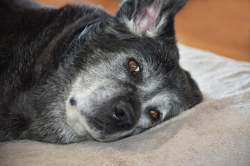 Senior dog lying on bed indoors

