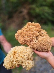Hands holding two cauliflower mushrooms sparassis crispa in forest