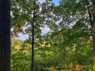 trees in the park