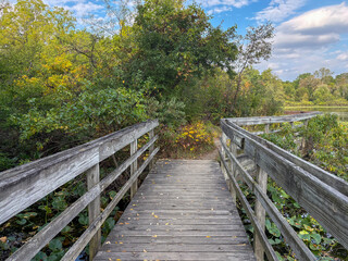 wooden bridge in the forest