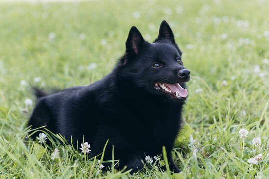 black schipperke dog lying on lawn with green grass in sunny summer day, dogwalking concept