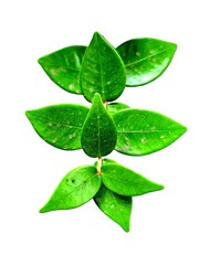 green leaf with water drops isolated on white