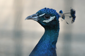 Portrait of a Indian peafowl. Blue peacock. Pavo cristatus