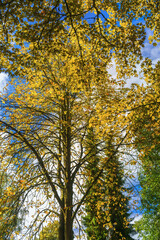Prachtvolle Herbstliche Farben von Linden und Kastanien Bäumen gegen den blauen Himmel