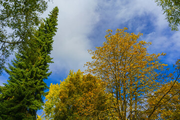 Fototapeta premium Prachtvolle Herbstliche Farben von Linden und Kastanien Bäumen gegen den blauen Himmel