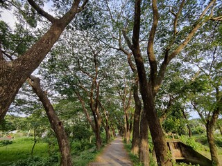 Obraz premium Beautiful natural rural landscape surrounded by trees in a peaceful rural setting in sunny day