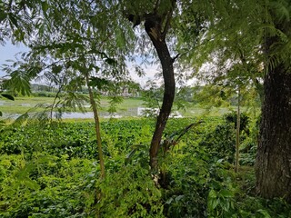 Beautiful natural rural landscape surrounded by trees in a peaceful rural setting in sunny day
