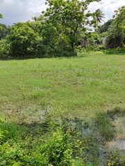Beautiful natural rural landscape surrounded by trees in a peaceful rural setting in sunny day